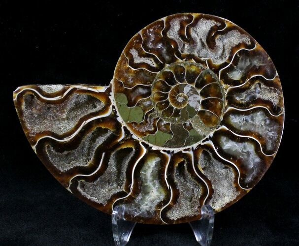 Agatized Ammonite Fossil (Half) #21274